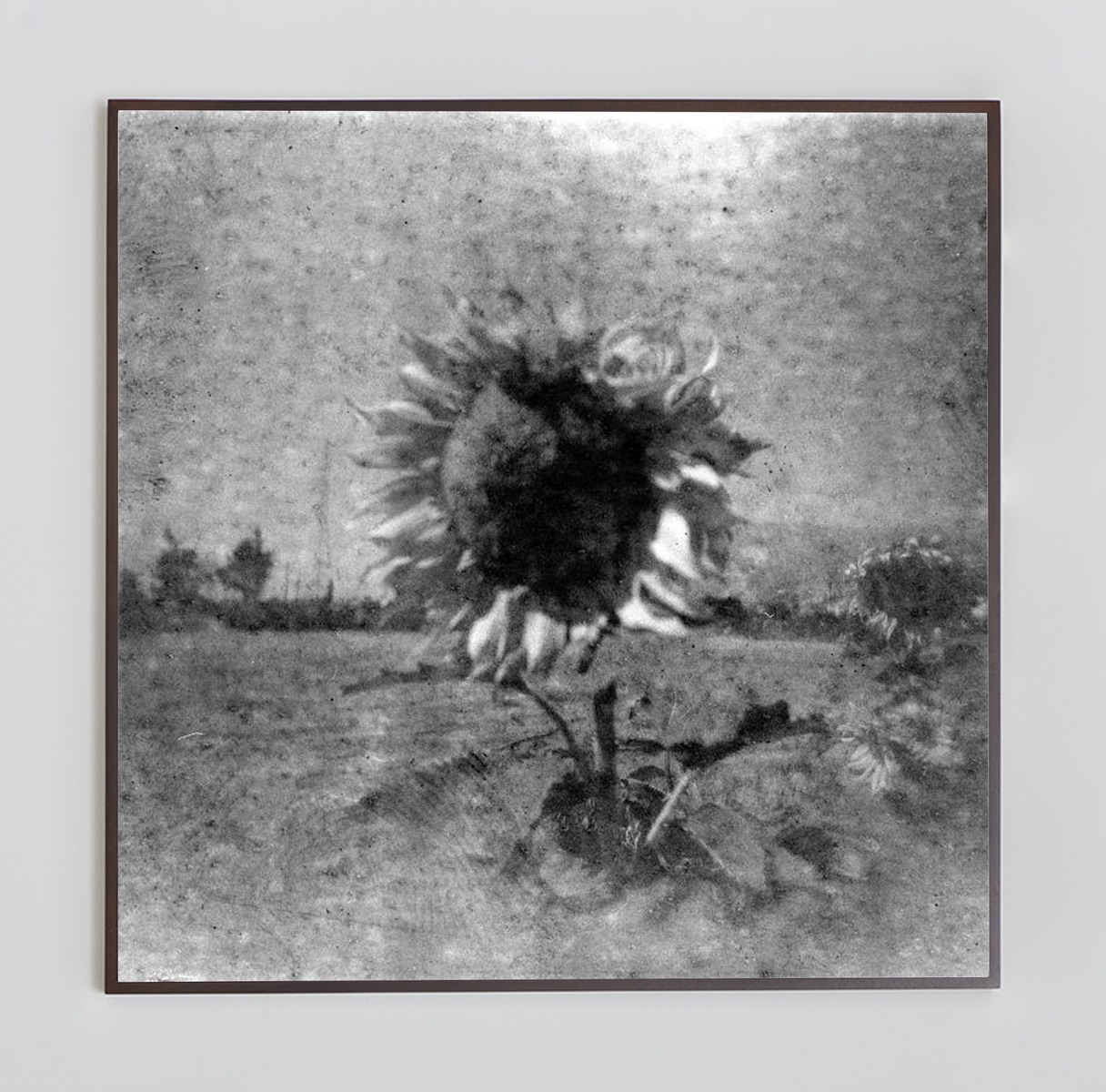 <i>Untitled</i>, 2024. Photo-paper mounted on dibond, 48 x 48 in (122 x 122 cm)